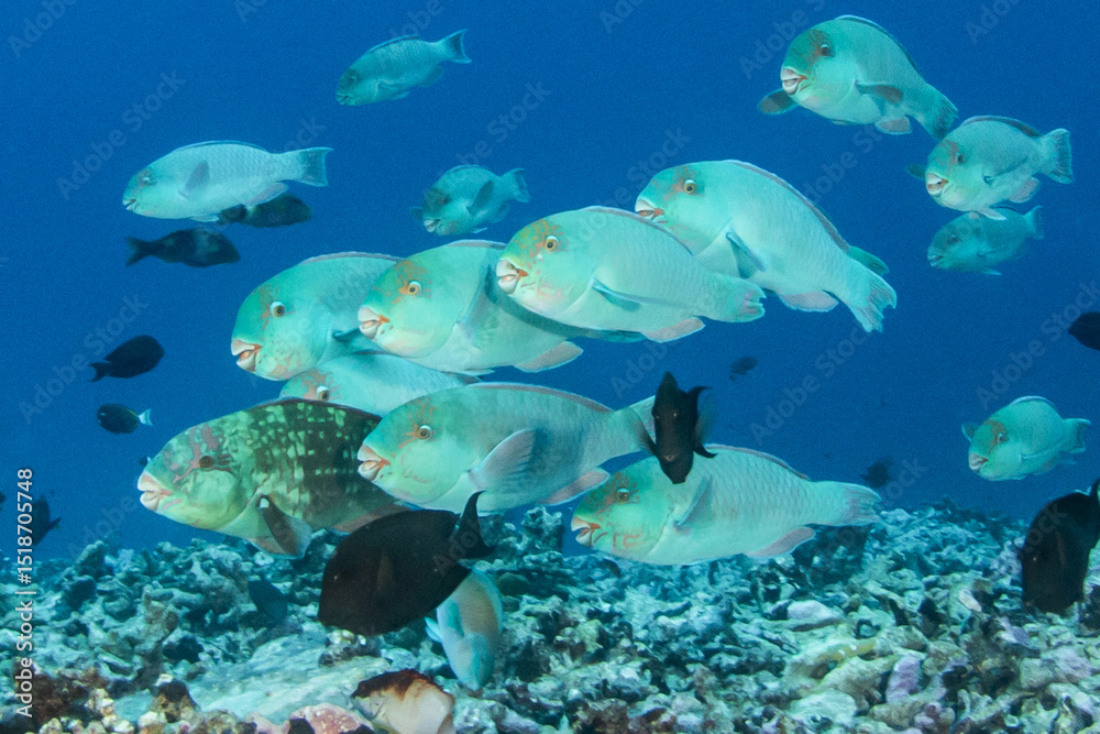 Obraz premium Parrotfish, French Polynesia