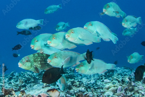 Fototapeta Naklejka Na Ścianę i Meble -  Parrotfish, French Polynesia