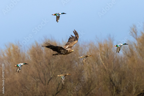 Ducks flies away from Sea Eagle in the Netherlands, Oostvaardersplassen