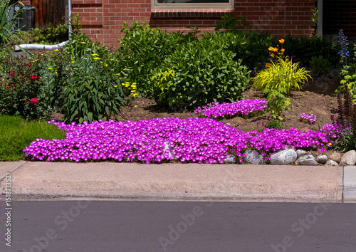 A large Ice plant flowerbed, beautifully pink and colorful, stretching across a front yard garden close to a sidewalk.