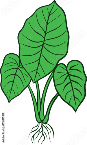 illustration of taro plant on white background