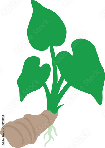 illustration of taro plant on white background