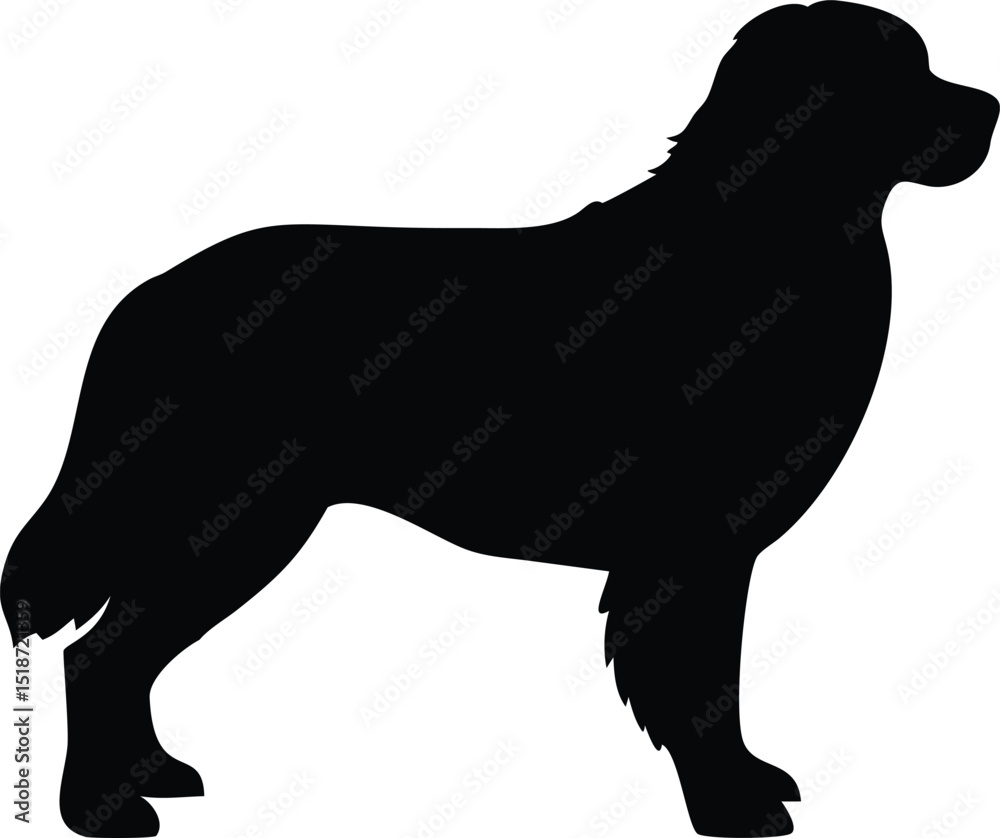 bernese mountain dog silhouette bernese mountain dog silhouette