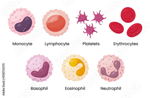 Vector set of Monocyte, Lymphocyte, Eosinophil, Neutrophil, Basophil, Platelet, Erythrocytes. Types of blood cells.