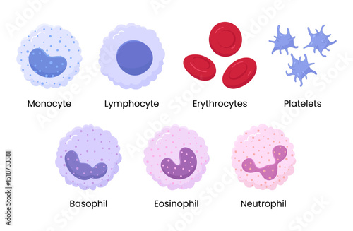 Vector set of Monocyte, Lymphocyte, Eosinophil, Neutrophil, Basophil, Platelet, Erythrocytes. Types of blood cells.