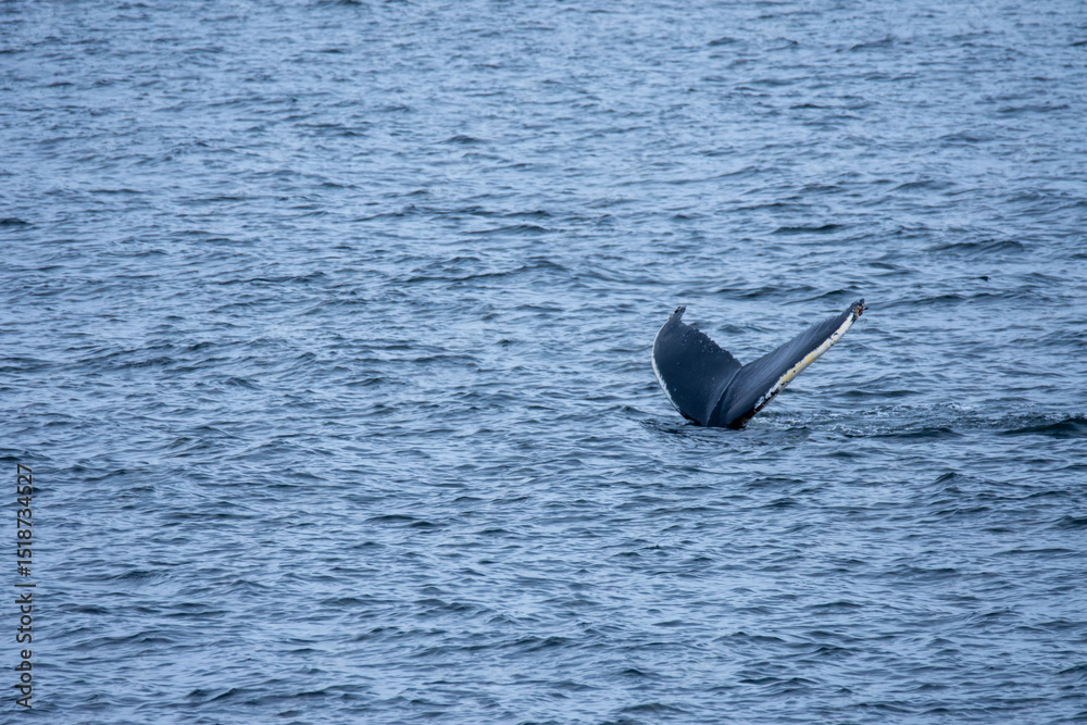 Fototapeta premium Whale showing its tail as it dives