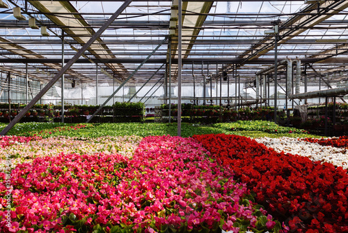 Wallpaper Mural Growing multicolored begonia flower seedlings in modern hydroponic greenhouse Torontodigital.ca