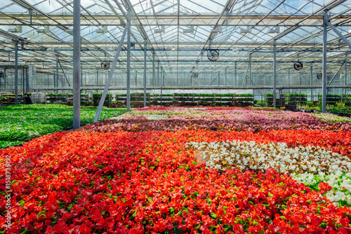 Wallpaper Mural Growing multicolored begonia flower seedlings in modern hydroponic greenhouse Torontodigital.ca
