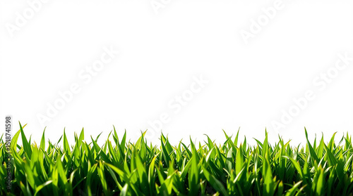 green grass isolated on white background