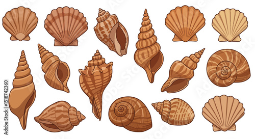 Assortment of Detailed and Colorful Seashells with Various Shapes and Textures