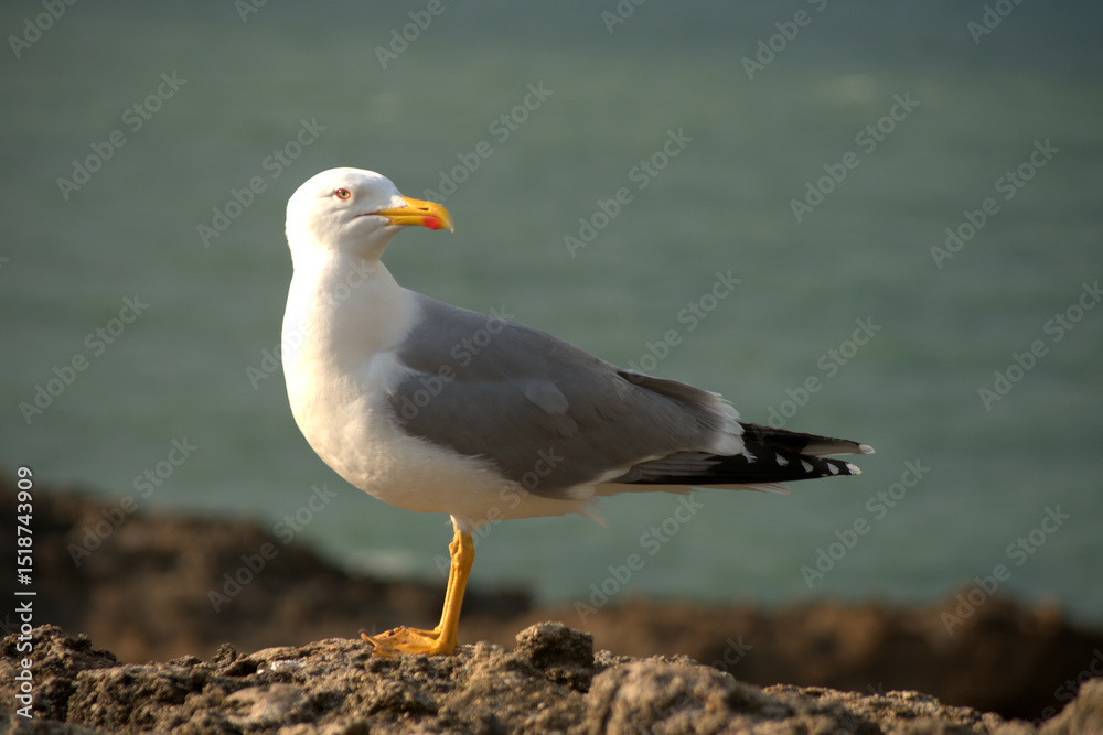 Naklejka premium Una gaviota