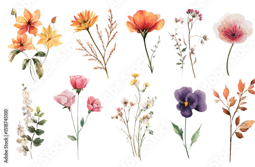 Watercolor Floral Set Autumnal Blooms and Delicate Wildflowers