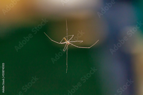 Obraz na płótnie Daddy Long Legs Spider on Web - July 23, 2011