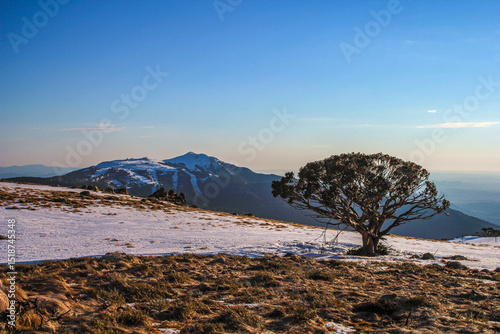 Snow Gum Tree and Distant Mountains - August 2, 2011