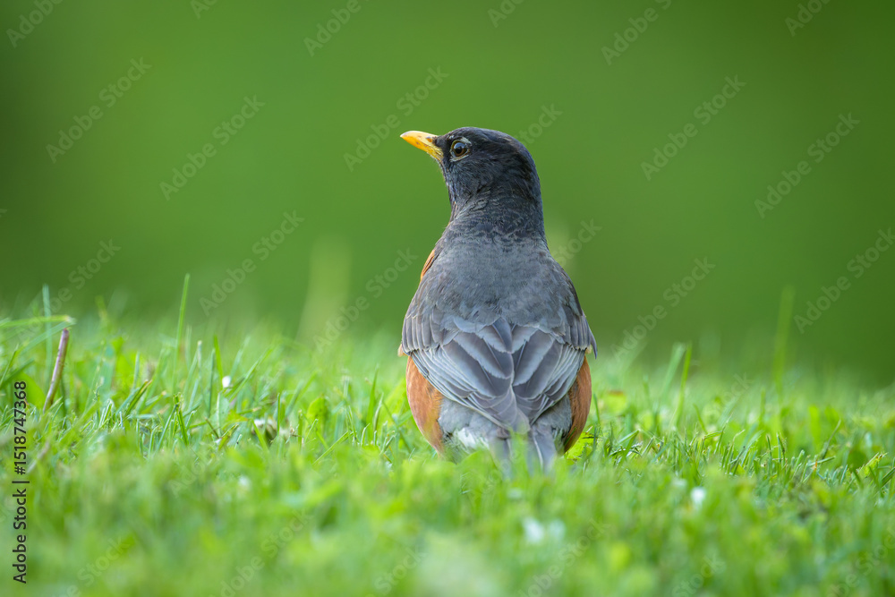 Fototapeta premium American Robin bird standing on ground in short green grass