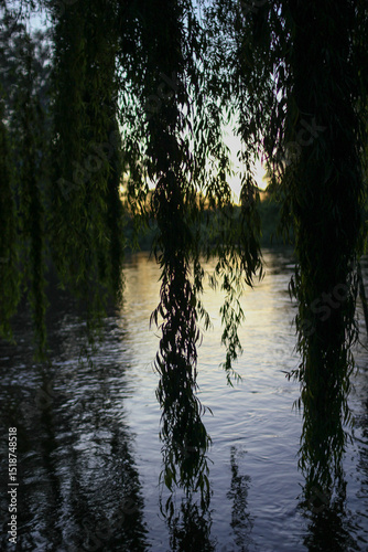 Willow Branches Over Quiet River at Dusk - October 12, 2011