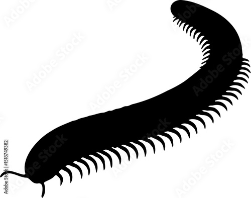 silhouette vector illustration of a millipede, isolated on white