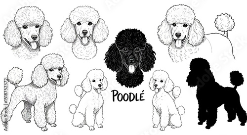 Collection of Poodle Dog Breed Illustrations in White and Black