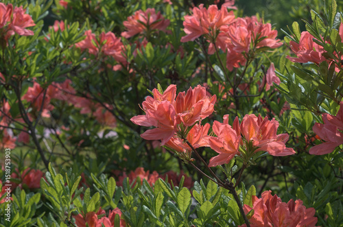 Salmon color Japanese azalea in bloom