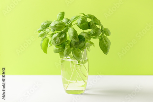 Fresh green basil sprigs in...
