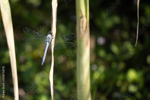 Dragonfly on a green leaf