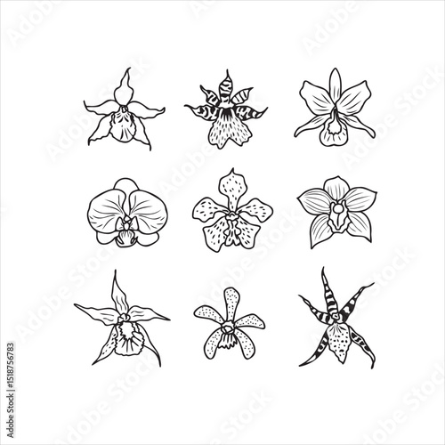Orchid Line Art Collection. Perfect for botanical-themed designs, branding, packaging, tattoo inspiration, minimalist illustrations, and floral decorations.