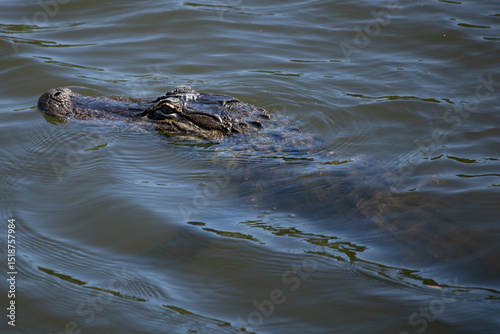 An alligator in the water