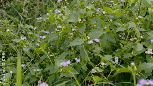 Wallpaper Mural Wildflowers Lush Field. Torontodigital.ca