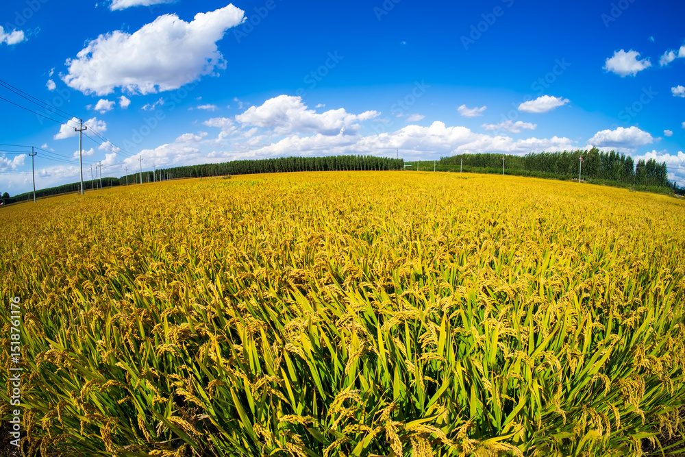 The rice fields are under the blue sky and white clouds The rice fields are under the blue sky and white clouds