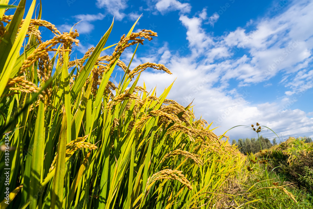 Naklejka premium The rice fields are under the blue sky and white clouds