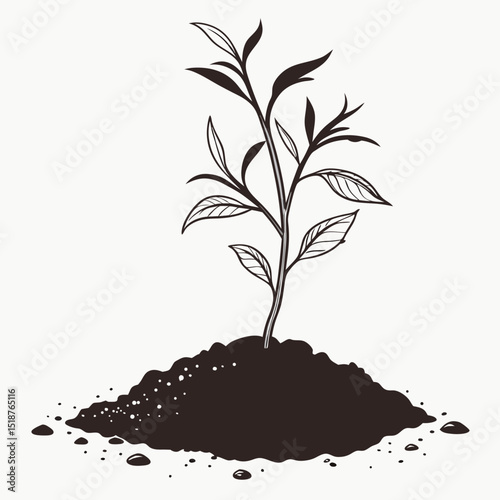 Elegant black and white line art of a plant with leaves and stem