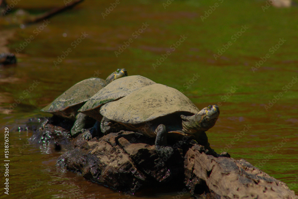 Obraz premium Tortugas acuáticas (Podocnemis unifilis) posadas en troncos en el río Yacuma, en la Amazonía boliviana