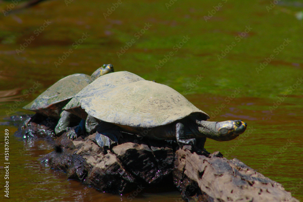Obraz premium Tortugas acuáticas (Podocnemis unifilis) posadas en troncos en el río Yacuma, en la Amazonía boliviana