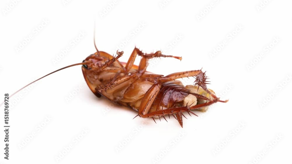 A dying cockroach with its belly burst open and rotating on a white background closeup