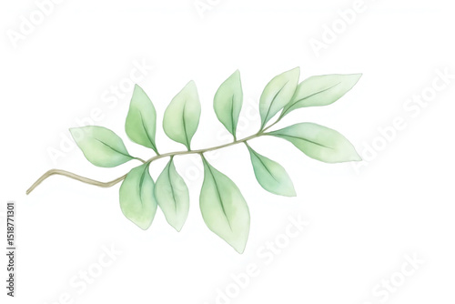 watercolor painting of eucalyptus leaves on a white background