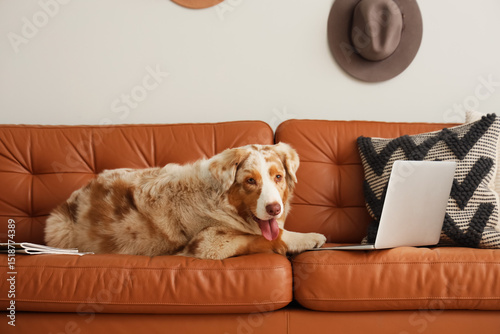 Cute Australian Shepherd do...