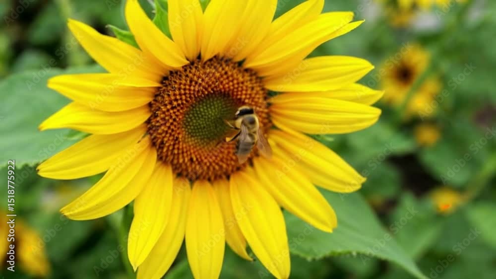 Bee Pollinating a Bright Sunflower in a Garden Bee Pollinating a Bright Sunflower in a Garden