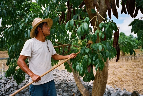man wearing straw hat harvesting long brown pods from a lush green tree with a wooden stick in a rural dry landscape
