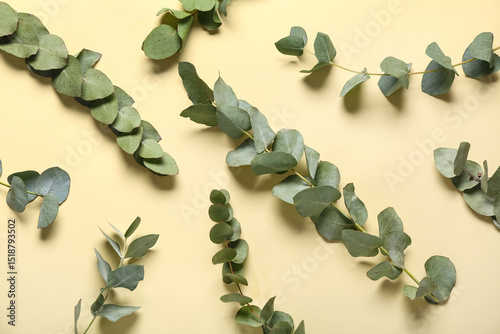 Many green eucalyptus branc...