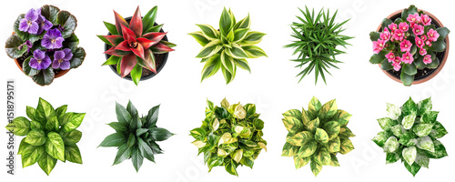 A Collection of Indoor Potted Plants Displaying Vibrant Foliage and Colorful Blooms for Home Decor. Large Multiple Plant and Nature Collection Set Isolated on Transparent Background photo