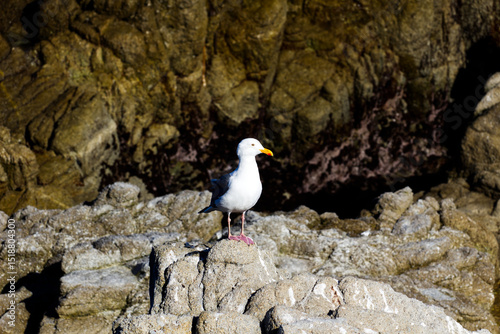 Lone Seagull Standing On Rocks Pacific Grove California