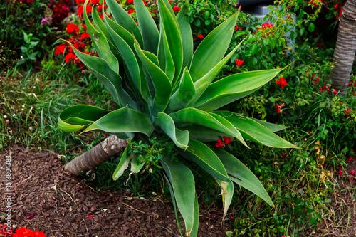Large Green Cactus Plant In Garden Bed