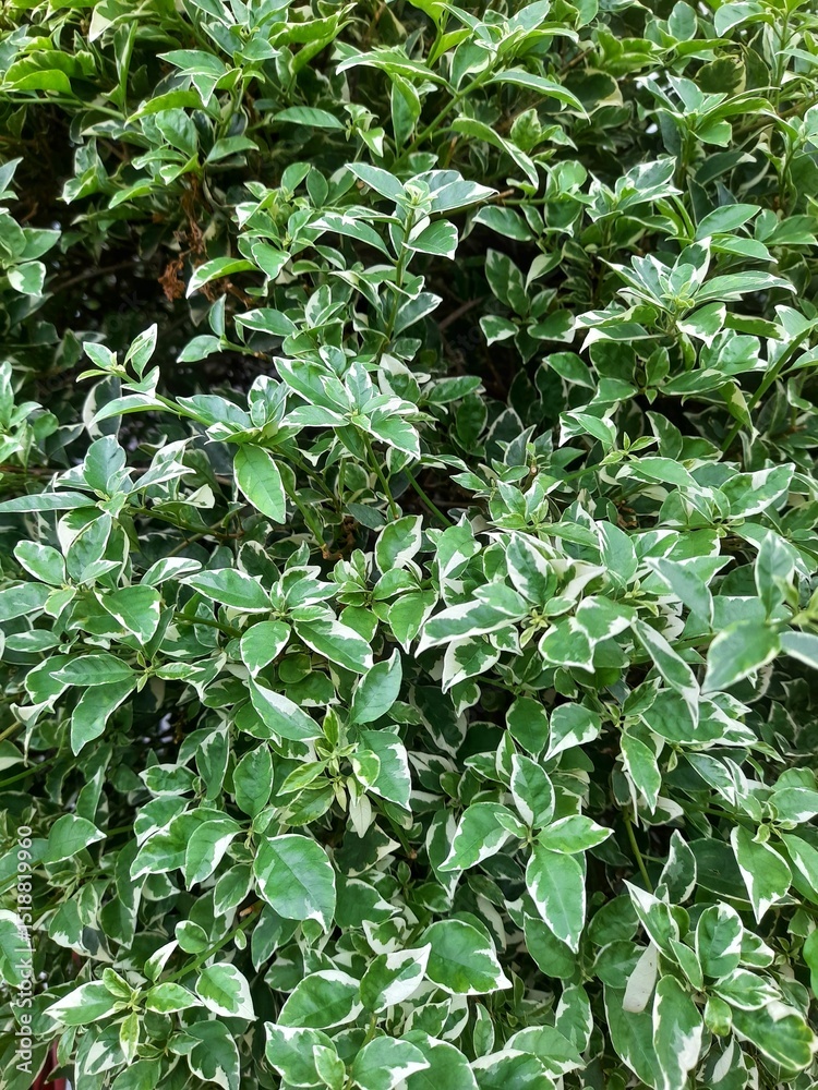 A lush green bush with variegated leaves, featuring rich green centers and creamy white edges, creating a fresh and vibrant garden look.
A lush green bush with variegated leaves, featuring rich green centers and creamy white edges, creating a fresh and vibrant garden look.