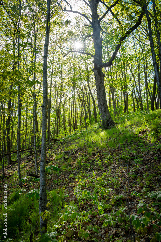 Fototapeta premium .Sunlight filters through fresh green leaves in a Waukesha County, Wisconsin forest in May, illuminating the undergrowth.