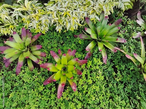 bromeliads in a lush garden setting