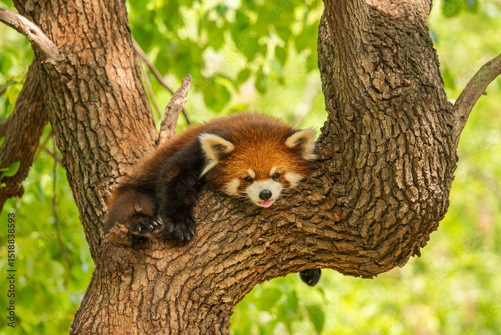 Fototapeta premium red panda in tree