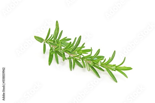 Rosemary twig isolated on white background.