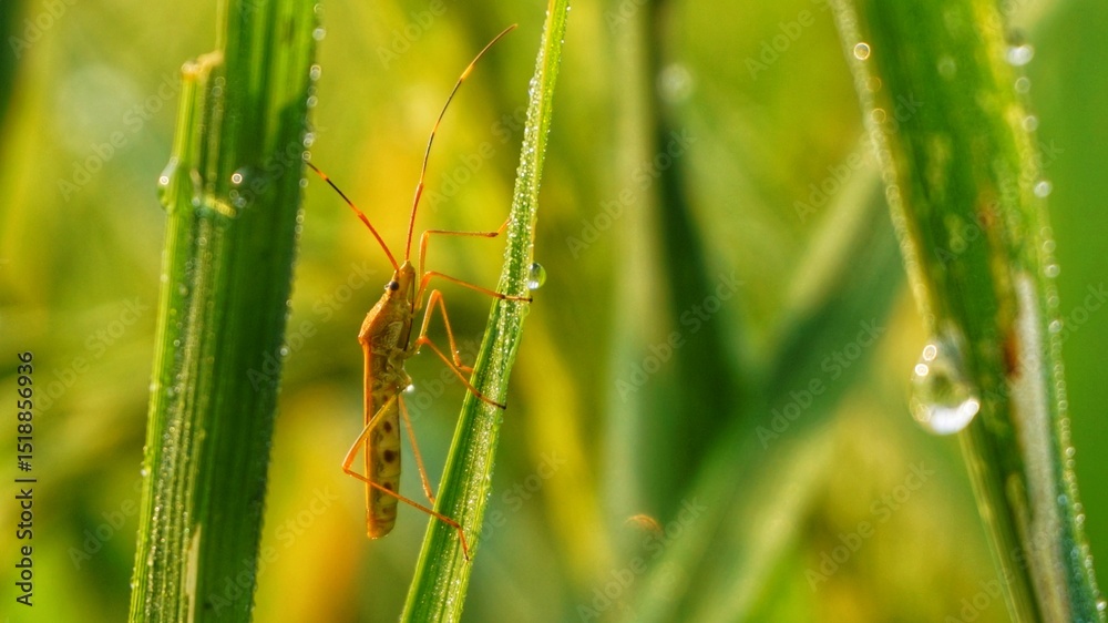 brown planthopper on rice leaves brown planthopper on rice leaves