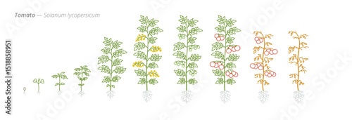 Tomato Growth Stages for Agriculture and Crop Treatment