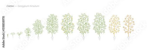 Cotton Growth Phases for Farming and Crop Treatment
